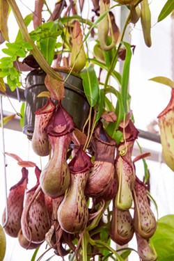 WACKY EXHIBIT One of the plants that visitors can check out in the Cal Poly Conservatory is the carnivorous pitcher plant that has a deep cavity filled with a digestive liquid. - PHOTO BY JAYSON MELLOM