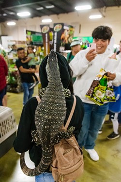 FRIEND NOT FOE After brief educational sessions and instructions, many vendors at the SLO Reptile Expo eagerly allowed visitors to safely interact with their reptiles such as geckos, snakes, and this monitor lizard. - PHOTO BY JAYSON MELLOM