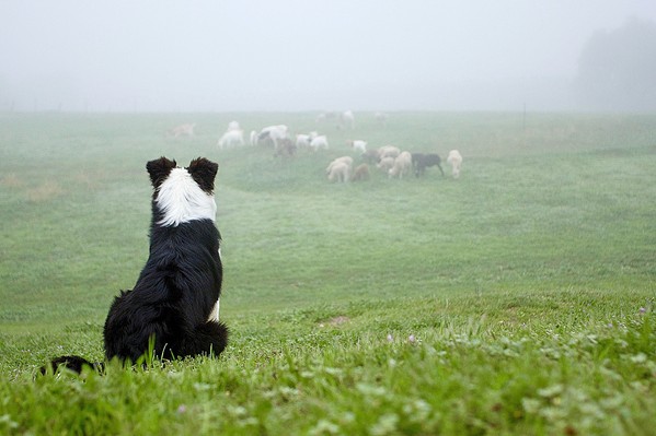 MIGHTY MATHILDE Evan and Kristy Bishop's 10-year-old border collie Mathilde oversees their prized flock of East Fresian dairy sheep. The German breed is a prolific milk producer&mdash;potentially 150 gallons over a 200- to 300-day lactation period. - PHOTO COURTESY OF BLACK MARKET CHEESE CO.