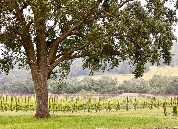 TAKE A VIRTUAL JOURNEY If an on-site visit to the 127-acre ONX Estate Vineyard in Paso Robles or its Tin City tasting room is not in the cards, consider ordering a flight for home delivery, then connect virtually with staff for an interactive experience. - COURTESY PHOTO BY TRINE BELL