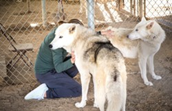 WHAR volunteer Megan Pollock playfully pets gray wolf and dog hybrids Ragnar (front) and Dahlia (back). - PHOTO BY JAYSON MELLOM