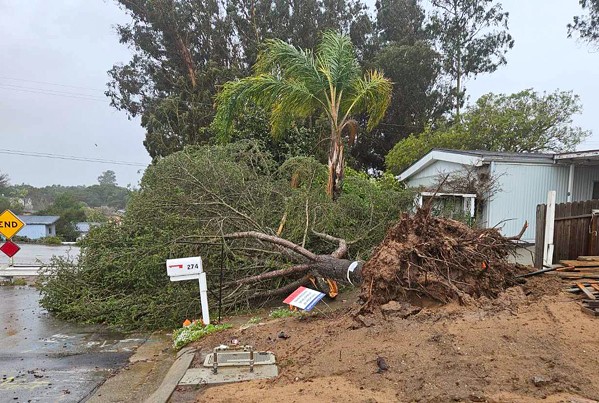 TOPPLE OVER Mia Supple's 70-year-old tree crashed down on her neighbor's driveway after strong wind gusts raged through Nipomo on Feb. 4. - COURTESY PHOTO BY MIA SUPPLE