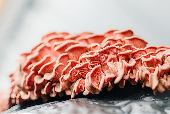 GROW YOUR OWN For $25, you can purchase a pink oyster mushroom grow kit from Mighty Cap Mushrooms' website and harvest the locally grown delicacy from your countertop. - PHOTOS COURTESY OF MIGHTY CAP MUSHROOMS