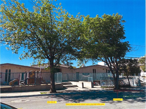 ROOT CAUSE Afflicted with root flare and crown dieback, the two Shamel ash trees in front of Hawthorne Elementary School&nbsp;are&nbsp;bound to be replaced with two Japanese&nbsp;crape&nbsp;myrtle trees as part of an extensive renovation project by the San Luis Coastal Unified School District. - SCREENSHOT FROM CITY OF SLO TREE REMOVAL APPLICATION