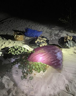 STOLEN DIVIDENDS SLO County Sheriff’s Office deputies retrieved at least five large sacks of avocados stolen by Baltazar Garcia and Wilson Carrero of Santa Maria from a rural Nipomo ranch. - PHOTO COURTESY OF SLO COUNTY SHERIFF’S OFFICE