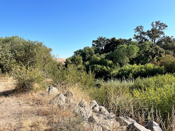 DAM-IT Beavers in the Upper Salinas Riverbed keep a mile-long stretch green all year, inspiring local organizations to mimic beaver dams in hopes of preventing fires and erosion. - PHOTO BY LIBBEY HANSON