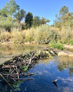 NATURE'S ARCHITECT Paso Robles and Atascadero want more beaver dams in the Salinas Riverbed to help protect the river from soil erosion and fire and restore riparian habitat. - PHOTO BY LIBBEY HANSON