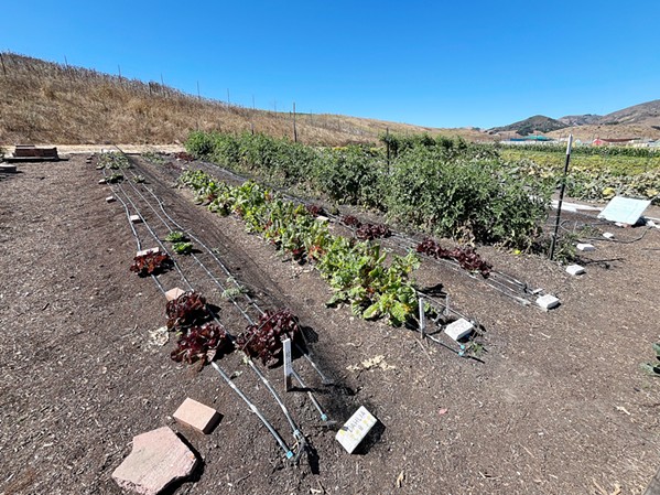 RICH AND CLEAN Firstfruits Farm grows organic produce destined for the pantries of those living with food insecurity in SLO County. As part of its sustainability efforts, the nonprofit recently started growing some of its crops, such as lettuce, in raised beds. - PHOTO BY CAMILLIA LANHAM