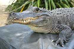 LATER, GATOR!:  Spike is a 6-foot-long, 90-pound American alligator that allegedly used to guard an illegal drug stash. - PHOTO BY GLEN STARKEY