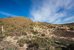 INVASIVE:  Veldt grass (on the hillside to the left) is colonizing open spaces in the dunes, essential places where native plant life can flourish. - PHOTO BY KAORI FUNAHASHI