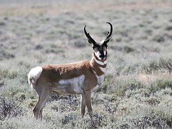 BORN TO RUN :  Evolving to outrun North American cheetahs, the pronghorn antelope of Carrizo Plain have long legs and spring-like back hooves that help them reach speeds of 70 miles an hour. - PHOTO BY BILL BOUTON
