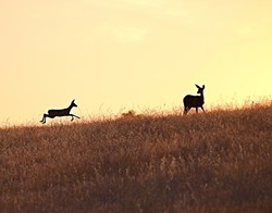 SUMMER FUN:  Deer bounce across a soon-to-be-subdivision in downtown Paso Robles. - PHOTO BY CORAL KESSLER