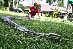 SNAKE IN THE GRASS:  Julius Squeezer, a 100-pound Burmese python slithers around doing snake stuff. - PHOTO BY GLEN STARKEY