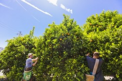 THE FRUITS OF THEIR LABOR:  Agriculture students Max Poswillo and Connor Riggan pick oranges in a grove less than a mile from Cal Poly&rsquo;s bustling campus. Both worry the orchard might one day be razed to make room for housing and parking. - PHOTO BY KAORI FUNAHASHI
