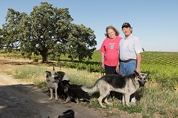 HARVEST HOUNDS :  Doce Robles Winery owners Maribeth and Jimmy Jacobsen are justifiably famous for their sumptuous red varietals, and their lovable constant companions. - PHOTO BY STEVE E. MILLER