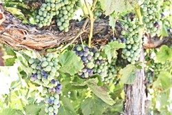 POP OF COLOR:  Malbec grapes at Robert Hall Winery in eastside Paso Robles experienced veraison (a fancy word for ripening) on July 7, which puts their harvest about a week to 10 days ahead of schedule. Across the region, grapes are reaching - peak ripeness earlier, thanks to an overall warmer, drier growing season. - PHOTO BY DON BRADY