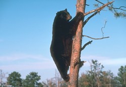 ICONS OF THE WEST :  Public comment is now being accepted on a plan to allow sport hunting of SLO County&rsquo;s black bears. - FILE PHOTO