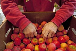 CRUNCHY CHOICE :  Dan Melton picks out apples from a box he purchased that morning from Bellevue Sea Canyon Farms. - PHOTO BY STEVE E. MILLER