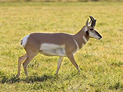 HOME ON THE RANGE :  Pronghorn antelope, the fastest land animals in the New World, have lived on such open plains as the Carrizo for hundreds of millenia. - PHOTO BY BILL BOUTON