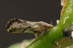 LITTLE BUG, BIG PROBLEMS:  An Asian citrus psyllid can carry the deadly disease Huanglongbing, which has already killed nearly 50 percent of citrus groves in Florida. - FILE PHOTO