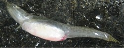 POISONED :  Cal Poly biologists thought Morro Bay goby fish were just pregnant before they cut them open and found liver tumors. - PHOTO COURTESY OF SARAH JOHNSON