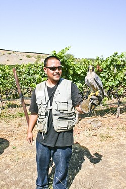 VINEYARD PATROL:  Dexter the hawk patrols the vines at Laetitia Vineyard and Winery in Arroyo Grande during the harvest season, which is just beginning at the scenic locale. Juicy grapes attract all sorts of pests, but they are no match for this winged watcher. - PHOTO BY HAYLEY THOMAS