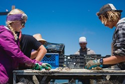HANDS ON DECK:  Marine Biologist and Nursery Manager Jennifer Bowin (left) and crew member Michael Baham sort Pacific Gold oysters on the Morro Bay Oyster Company barge. - PHOTO BY KAORI FUNAHASHI