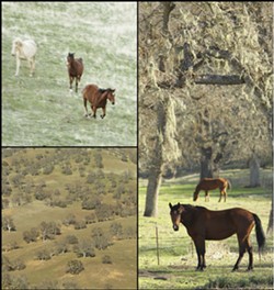 THE OLD WEST TODAY :  Ranchers still round up the cattle on horseback, riding among the healthy oaks that provide sustenance for wildlife too. - PHOTO BY STEVE E. MILLER