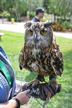 WHO? WHO? :  Zophia is an Eagle Owl whose eyes don&rsquo;t move, though her head rotates 270 degrees. - PHOTO BY GLEN STARKEY