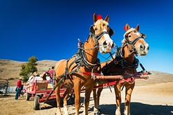 ADVENTURE TIME:  Check out a real working stage coach at Harris Stage Lines in Paso Robles (pictured), romp through Hearst Castle, or take a ride on a fishing kayak in Morro Bay during SAVOR&rsquo;s annual lineup of Adventure Tours. - PHOTO COURTESY OF VISIT SLO