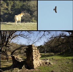 LIVING HISTORY :  Cattle, oaks, and golden eagles share space with the remnants of historic homesteaders&rsquo; cabins on the 15-mile-long Avenales Ranch. - PHOTOS BY STEVE. E. MILLER