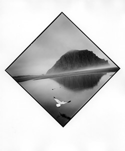 UNEARTHING THE ROCK:  Since 2009, Tress has been taking daily photographs of the local flora, fauna, and people of Morro Bay. SLOMA chose 100 out of nearly 25,000 images taken by Tress. - PHOTO BY ARTHUR TRESS