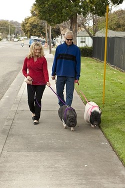 STRUTTING WITH SWINE :  Joan and Mark Perry adopted two pigs from Lil&rsquo; Orphan Hammies and take them on walks around their neighborhood every day. They&rsquo;re only a year old and still have a lot of growing to do.
