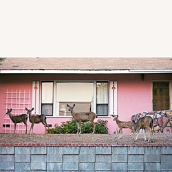 PRETTY IN PINK:  When photographer Coral Kessler pulled up to this pink house in her Paso Robles neighborhood, she was thrilled to see a total of nine doe just standing there, waiting to be immortalized. - PHOTO BY CORAL KESSLER