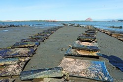 TO THE HORIZON :  The Morro Bay Oyster Company has a little more than 100 acres of land in its farm. Shown here are the oyster bags at low tide. - PHOTOS BY STEVE E. MILLER