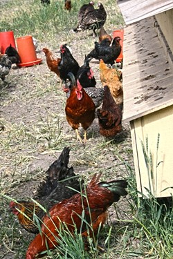 HOME AND HEART:  Hens and roosters forage and free-range outside their mobile chicken tractor at Dare 2 Dream Farms. - PHOTO BY HAYLEY THOMAS