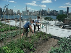 ROOFTOP GARDENERS :  German documentary filmmaker Valentin Thurn chronicles the horrifying amount of wasted food across the globe in Taste the Waste, part of the festival&rsquo;s new Screen Cuisine category. &ldquo;We went around the world not to show where the waste piles are higher,&rdquo; Thurn explained to New Times. &ldquo;The reason was rather to show solutions.&rdquo; Pictured are urban gardeners in New York City. - PHOTO COURTESY OF VALENTIN THURN