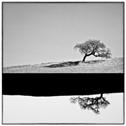 &#xFEFF;TREE TIME:  Third place-winner James Crawford actually used two trees to make this composite image, "Yin Yang Gone Wrong." - IMAGE BY JAMES CRAWFORD