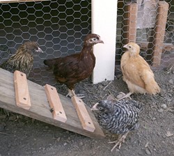 YOUNG HENS:  Four 6-to-8-week-old chickens were delivered right to our door by Dare 2 Dream Farms. - PHOTO BY GLEN STARKEY