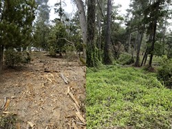 FIRE-SAFE OR SCALPED? :  Zealous fire fuel reduction efforts in Cambria's Monterey pine forest are upsetting some residents who worry about the future of the forest and its wildlife. Pictured is two sides of the same Cambria road, one cleared of undergrowth. - PHOTO BY STEVE E. MILLER