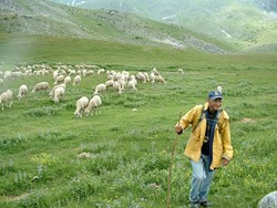 BAA BAA :  Sheep roam in the pristine countryside near the town of Gostivar.