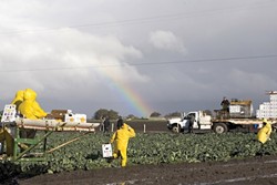 AFTER THE RAINS :  Workers returned to the fields outside Guadalupe after heavy rains pounded the Central Coast. Will the rains make a difference for local agriculture?