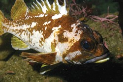 PROTECTED MARINE LIFE :  No-fishing zones known as Marine Protected Areas go into effect off of SLO County on Sept. 21. The areas are designed to conserve ocean ecosystems including species such as the copper rockfish. - PHOTO COURTESY OF NOAA/MBNMS