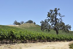 OAKS VS. VINES:  The SLO County Supervisors passed an interim urgency ordinance to protect oak trees after Justin Vineyards and Winery clear-cut thousands of oak trees to make way for a vineyard. - PHOTO BY CAMILLIA LANHAM