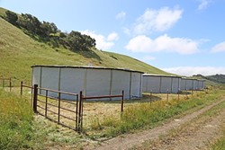 PRECIOUS RESOURCE:  Four tanks in a valley west of El Chorro Regional Park can hold up to 400,000 gallons of rainwater captured off roofs at the Cal Poly Beef Unit. - PHOTO BY DYLAN HONEA-BAUMANN