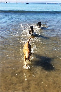 SWIM, RUN, FUN!:  Olde Port Beach offers plenty of dog fun, and the riprap makes an effective barrier to corral the canines. - PHOTO BY GLEN STARKEY
