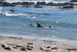 BATTLES :  Bulls battle it out&mdash;or practice battling it out&mdash;at the beach at Piedras Blancas during the summer months. - PHOTO BY CAMILLIA LANHAM