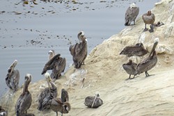 PELICAN POD:  Dozens of preening pelicans rest between meals on the rocky outcroppings rising from the Pacific. - PHOTO BY GLEN STARKEY