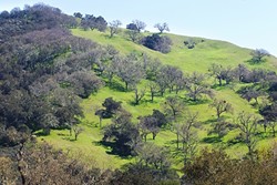 SAVE THE OAK:  On April 11, the SLO County Board of Supervisors will make a decision on an oak woodland ordinance that would require property owners to seek a permit to clear-cut more than 1 acre of oaks. - PHOTO BY JAYSON MELLOM