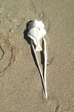 DUNE GRAVEYARD:  The sand spit dunes are a good place for some marine archaeology. Here&rsquo;s what appears to be a parts of a bird skull. - PHOTO BY PETER JOHNSON
